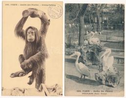 PÁRIZS - 33 db RÉGI képeslap: állatkert / PARIS - 33 pre-1945 postcards: zoo