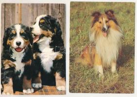 18 db MODERN üdvözlőlap: főleg kutyák / 18 modern greeting postcards: mainly dogs