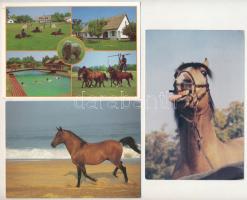 30 db MODERN üdvözlőlap: lovak / 30 modern greeting postcards: horses