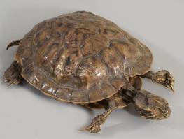 Preparált teknős, 16x12 cm