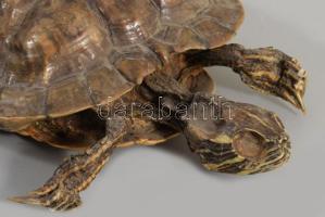Preparált teknős, 16x12 cm