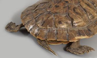 Preparált teknős, 16x12 cm