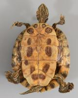 Preparált teknős, 16x12 cm