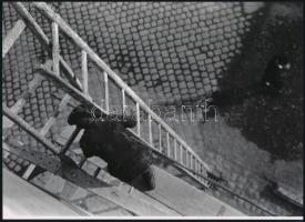 cca 1935 Kinszki Imre (1901-1945) budapesti fotóművész felvétele (Állványon), 1 db modern nagyítás, jelzés nélkül, 21x15