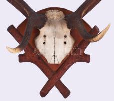 Nagy méretű agancs trófea. 90x80 cm