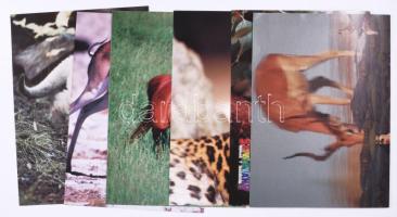 "Szivárvány Heted 7 Határon" kétoldalas állatos poszterek, 6 db, hajtva, 40,5x28,5 cm
