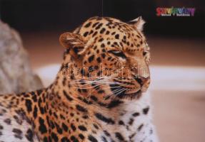 "Szivárvány Heted 7 Határon" kétoldalas állatos poszterek, 6 db, hajtva, 40,5x28,5 cm