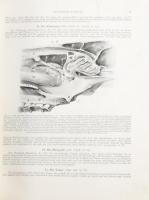 Ellenberger - Baum: Handbuch der vergleichenden Anatomie der Haustiere. Berlin, 1943, Springer, XV+(...