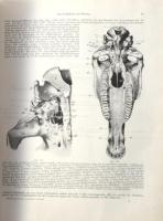 Ellenberger - Baum: Handbuch der vergleichenden Anatomie der Haustiere. Berlin, 1943, Springer, XV+(...