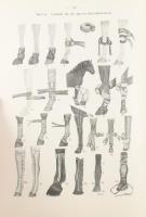 Hoffmann, Leonhard: Atlas der tierärztlichen Operationslehre in fünf Büchern. I.: Zwangsmittel und Z...