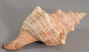 Tengeri csiga, h:18 cm