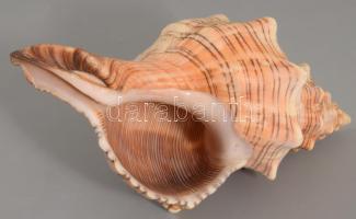 Tengeri csiga, h:18 cm