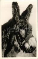 Budapest XIV. Állatkert, Zoo Budapest, Az állatkert öreg szamara. Hölzel Gyula felvétele
