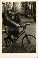 Budapest XIV. Állatkert, Zoo Budapest, kerékpározó csimpánzok. Hölzel Gyula felvétele (EK)