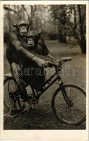 Budapest XIV. Állatkert, Zoo Budapest, kerékpározó csimpánzok. Hölzel Gyula felvétele