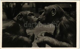 Budapest XIV. Állatkert, Zoo Budapest, szeretet, csókolózó csimpánzok. Hölzel Gyula felvétele