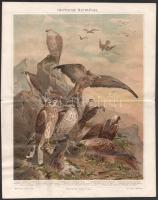 cca 1890 8 db színes litográf nyomat állatokról, a Meyers Lexikon illusztrációi, hajtottak