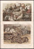 cca 1890 8 db színes litográf nyomat állatokról, a Meyers Lexikon illusztrációi, hajtottak