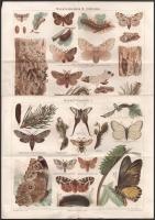 cca 1890 8 db színes litográf nyomat állatokról, a Meyers Lexikon illusztrációi, hajtottak