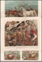 cca 1890 8 db színes litográf nyomat állatokról, a Meyers Lexikon illusztrációi, hajtottak