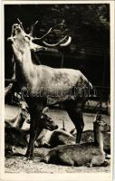 Budapest XIV. Állatkert, Zoo Budapest, bőgő szarvasbika. Hölzel Gyula felvétele