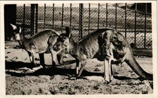 Budapest XIV. Állatkert, Zoo Budapest, óriás kenguruk. Hölzel Gyula felvétele