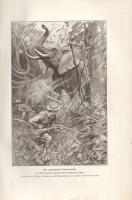 Roosevelt, Theodore: Afrikanische Wanderungen eines Naturforschers und Jägers. Mit Illustrationen au...