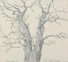 Kőhegyi Gyula (1933-): Fa tanulmány. Rézkarc, papír. Jelzett, próbanyomat, üvegezett keretben 18x16 cm