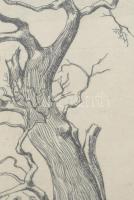 Kőhegyi Gyula (1933-): Fa tanulmány. Rézkarc, papír. Jelzett, próbanyomat, üvegezett keretben 18x16 ...