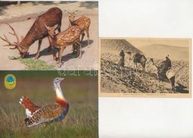 28 db MODERN állatvilág képeslap + 17 db MODERN térkép képeslap belépőjegyekkel