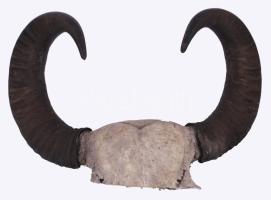 Régi nagyméretű bika szarv, h: 60 cm