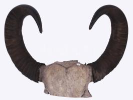 Régi nagyméretű bika szarv, h: 60 cm