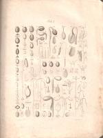 Roeper, Johannes [August Christian]: Enumeratio Euphorbiarum, quae in Germania et Pannonia gignuntur...