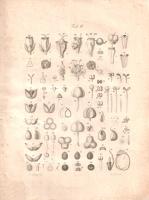 Roeper, Johannes [August Christian]: Enumeratio Euphorbiarum, quae in Germania et Pannonia gignuntur...