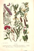 Wagner János: Magyarország gyomnövényei. Írta és a színes táblákat festette Wagner János. 12 táblán 51 színes és 210 szövegközti képpel. Budapest, 1908. M. Kir. Földmívelésügyi Minisztérium - Pallas Rt. ny. [2] + 384 p. + 12 t. (színes). Első kiadás. Wagner János (1870-1955) botanikus, tanítóképezdei tanár és igazgató. A magyar gazdák használatára írt, bevezető jellegű szakmunkájában két évtizedes gyűjtő- és rendszerező munkájára támaszkodva Magyarország gyomnövényeit katalogizálja, oldalszámozáson belül gazdag szövegközti képanyaggal. Valamennyi növényfaj esetén az azonosításra szolgáló részleteken túl az adott faj kártételének jellemzésével és irtási javaslataival. Példányunk fűzése meglazult, egyes táblái kijárnak. Néhány oldalon és táblán kisebb foltosság, apró lapszéli sérülés. Az első fedőborítón régi tulajdonosi bejegyzés. (A m. kir. földmívelésügyi miniszter kiadványa. 8. szám.) BOEH V, 4928. Fűzve, sérült, hiányos gerincű, feliratozott, foltos, sérült kiadói borítóban.