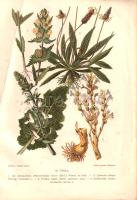 Wagner János: Magyarország gyomnövényei. Írta és a színes táblákat festette Wagner János. 12 táblán ...