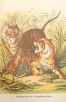 Donászy Ferenc: Őserdőkön, tengereken. Természeti képek és vadászkalandok mind az öt világrészből. T...