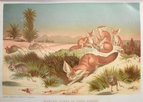 Donászy Ferenc: Tengereken innen, tengereken túl. Természeti képek minden világrészről. Bp.,é.n., Lé...