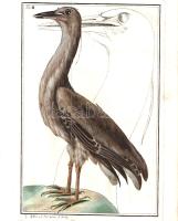 [Metszet] A Fekete gém (Ardea Obscura) gázlómadár faj kézzel színezett, rézmetszetű portréja Piller Mátyás és Mitterpacher Lajos "Iter per Poseganam Sclavoniae provinciam" című latin nyelvű zoológiai munkájából. Ignaz Kibler osztrák grafikus műve. (1783). [Buda] (Budae, 1783). (Typis Regiae Universitatis). Kézzel színezett rézmetszet, mérete: 235x155 mm, lemezméret: 245x165 mm, lapméret: 250x205 mm. Piller Mátyás (1733-1788) természetrajzi és állattani professzor Mitterpacher Lajos (1734-1814) tanszékvezető egyetemi tanár kíséretében 1782-ben tett zoológia gyűjtőkörutat Szlavóniában. Megfigyeléseiket "Iter per Poseganam Sclavoniae provinciam" című kötetükben tették közzé, Budán, 1783-ban. Rézmetszetünket Ignaz Kibler bécsi grafikusművész készítette, metszetünk művészi színezője ismeretlen. Jó állapotú lap.