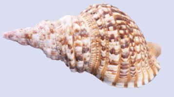 Nagyméretű tengeri csigaház, h: 28 cm