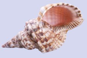 Nagyméretű tengeri csigaház, h: 28 cm