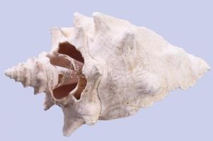 Nagyméretű tengeri csigaház, h: 23 cm