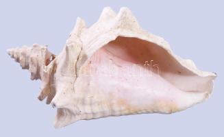 Nagyméretű tengeri csigaház, h: 23 cm