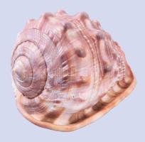 Nagyméretű tengeri csigaház, 17x13 cm