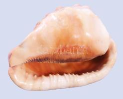 Nagyméretű tengeri csigaház, 17x13 cm