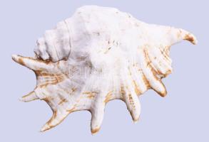 Nagyméretű tengeri csigaház, 24x17 cm