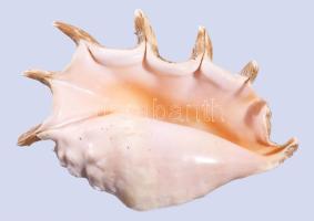 Nagyméretű tengeri csigaház, 24x17 cm