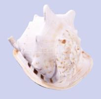 Hatalmas tengeri csigaház, 26x20x21 cm