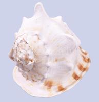 Hatalmas tengeri csigaház, 26x20x21 cm