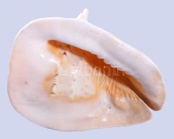 Hatalmas tengeri csigaház, 26x20x21 cm